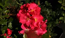 Rosa (Bodendeckerrose) 'Stadt Rom'