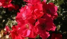 Rosa (Bodendeckerrose) 'Stadt Rom'
