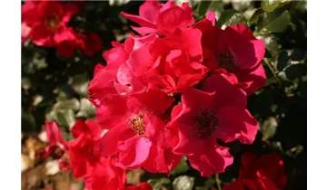 Rosa (Bodendeckerrose) 'Stadt Rom'