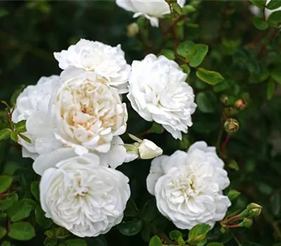 Rosa (Bodendeckerrose) 'Swany'® Rosa (Bodendeckerrose) 'Swany'®
