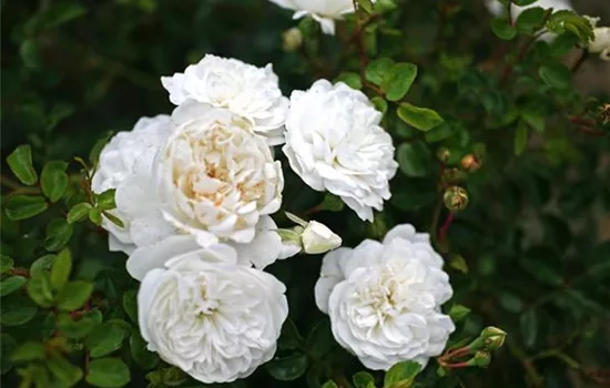 Rosa (Bodendeckerrose) 'Swany'®