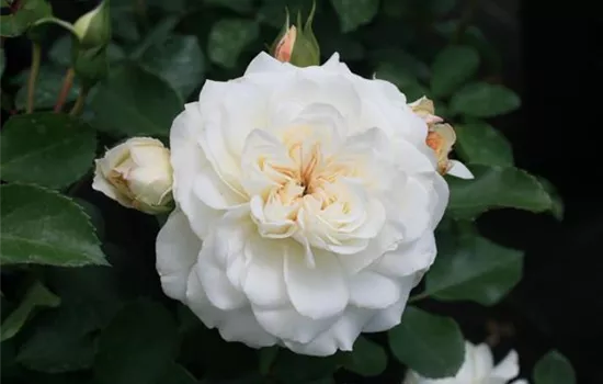 Rosa (Bodendeckerrose) 'White Meidiland'®