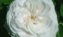 Rosa (Bourbonrose) 'Boule de Neige'