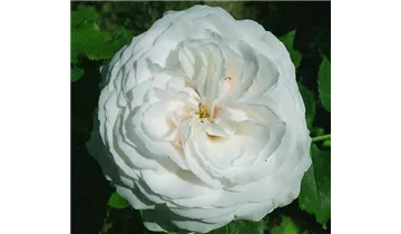 Rosa (Bourbonrose) 'Boule de Neige'
