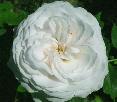 Rosa (Bourbonrose) 'Boule de Neige'