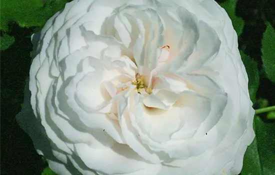 Rosa (Bourbonrose) 'Boule de Neige'