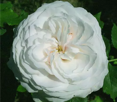 Rosa (Bourbonrose) 'Boule de Neige'
