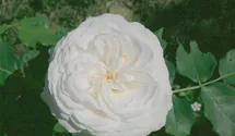 Rosa (Bourbonrose) 'Boule de Neige'