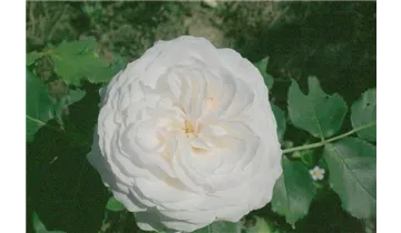 Rosa (Bourbonrose) 'Boule de Neige'