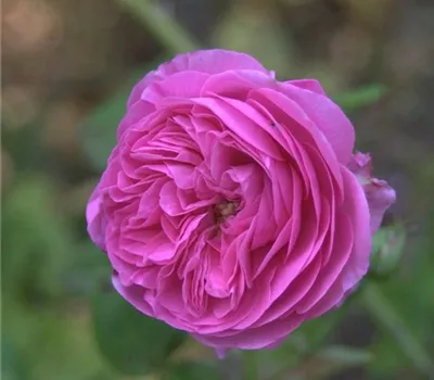 Rosa (Bourbonrose) 'La Reine Victoria'