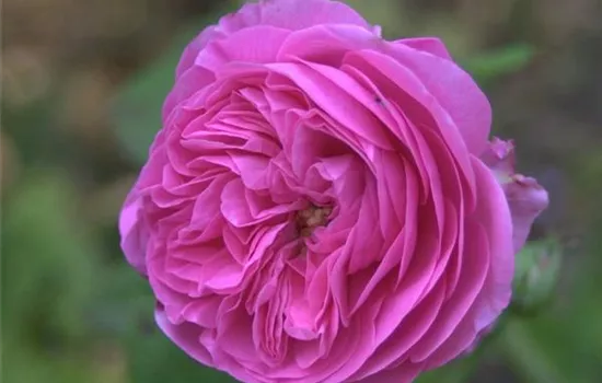 Rosa (Bourbonrose) 'La Reine Victoria'