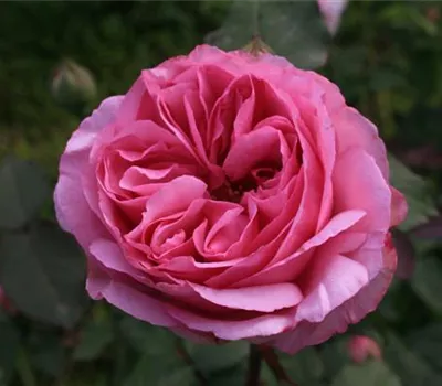 Rosa (Bourbonrose) 'Mme Ernest Calvat'