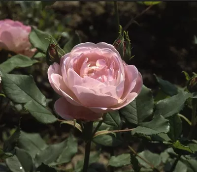 Rosa (Bourbonrose) 'Mme Pierre Oger'