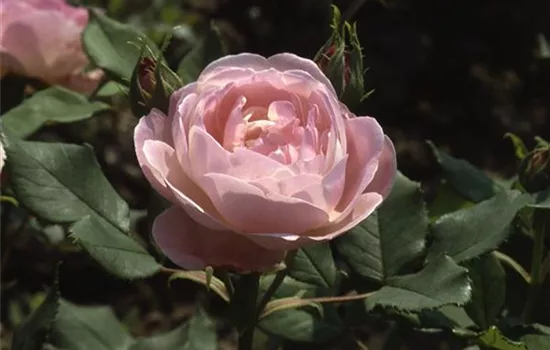 Rosa (Bourbonrose) 'Mme Pierre Oger'