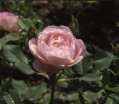 Rosa (Bourbonrose) 'Mme Pierre Oger'