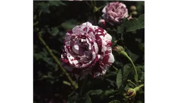 Rosa (Bourbonrose) 'Variegata di Bologna'