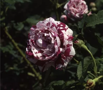 Rosa (Bourbonrose) 'Variegata di Bologna'