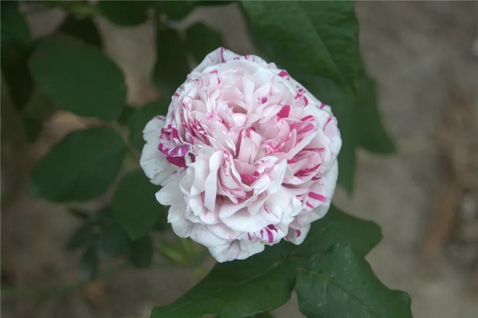 Rosa (Bourbonrose) 'Variegata di Bologna'