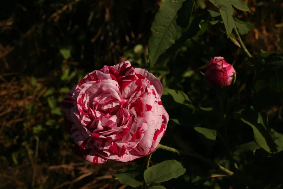 Rosa (Bourbonrose) 'Variegata di Bologna'