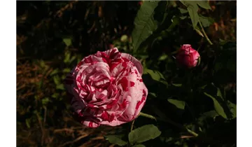 Rosa (Bourbonrose) 'Variegata di Bologna'