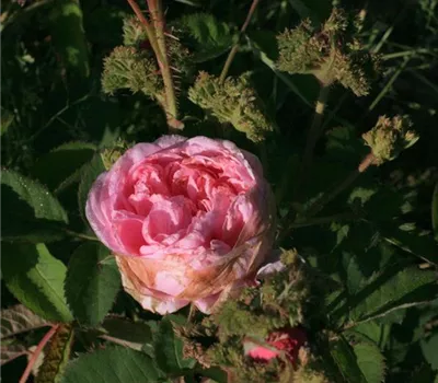 Rosa (Centifolia) 'Cristata'