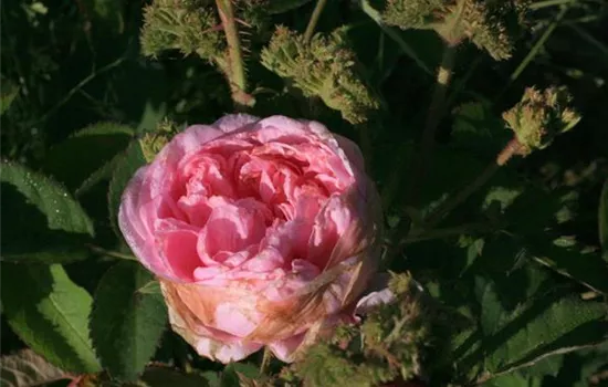 Rosa (Centifolia) 'Cristata'