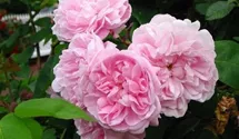 Rosa (Centifolia) 'Fantin Latour'
