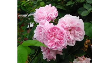 Rosa (Centifolia) 'Fantin Latour'