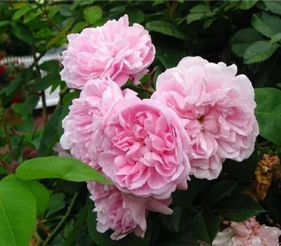 Rosa (Centifolia) 'Fantin Latour'