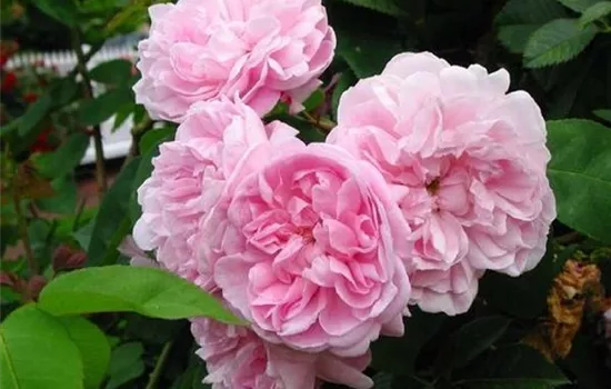 Rosa (Centifolia) 'Fantin Latour'