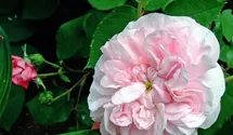 Rosa (Centifolia) 'Fantin Latour'