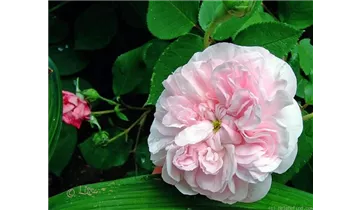 Rosa (Centifolia) 'Fantin Latour'