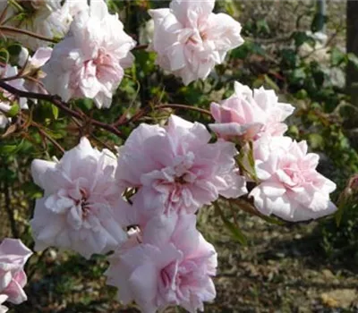 Rosa (Chinarose) 'Bloomfield Abundance' Rosa (Chinarose) 'Bloomfield Abundance'