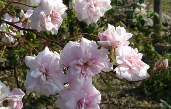 Rosa (Chinarose) 'Bloomfield Abundance'