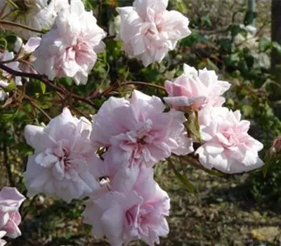 Rosa (Chinarose) 'Bloomfield Abundance'