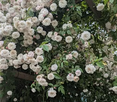 Rosa (Chinarose) 'Félicité et Perpétué'