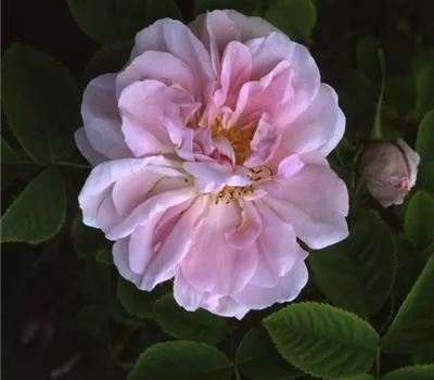 Rosa (Damascena) 'Celsiana'