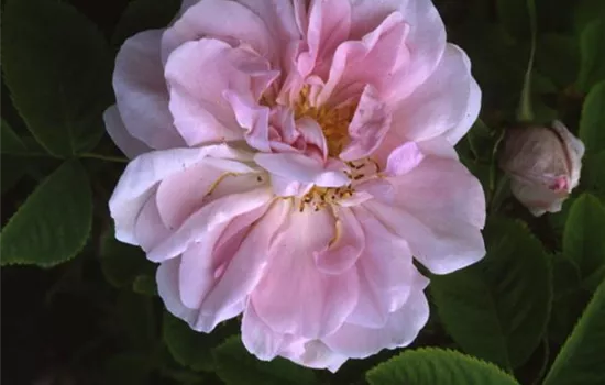 Rosa (Damascena) 'Celsiana'