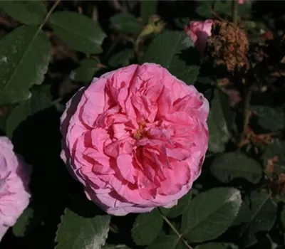 Rosa (Damascena) 'Comte de Chambord'