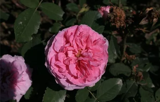 Rosa (Damascena) 'Comte de Chambord'