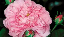 Rosa (Damascena) 'Ispahan'