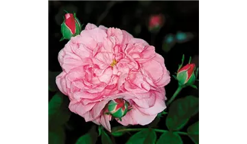 Rosa (Damascena) 'Ispahan'