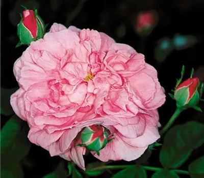 Rosa (Damascena) 'Ispahan'