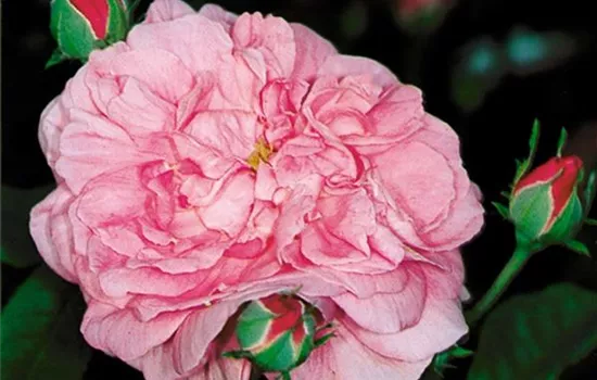 Rosa (Damascena) 'Ispahan'
