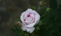 Rosa (Damascena) 'Ispahan'