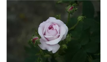 Rosa (Damascena) 'Ispahan'