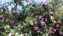 Rosa (Damascena) 'Ispahan'
