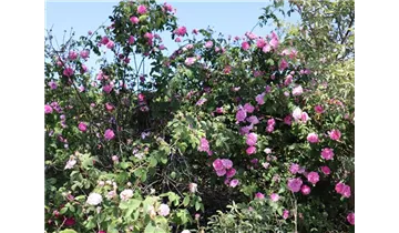 Rosa (Damascena) 'Ispahan'