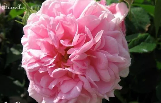 Rosa (Damascena) 'La Ville de Bruxelles'