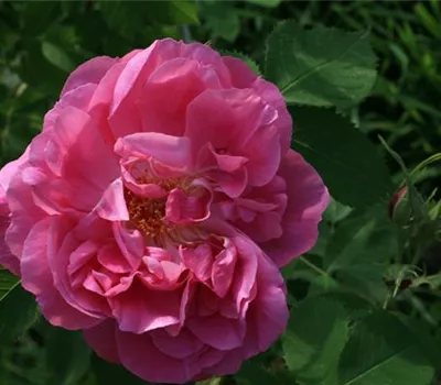Rosa (Damascena) 'Miranda'